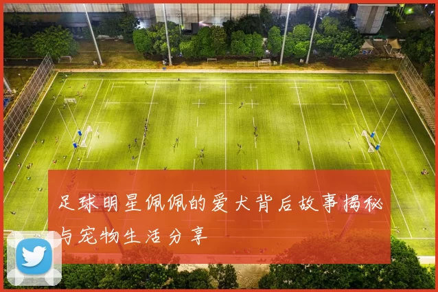 足球明星佩佩的爱犬背后故事揭秘与宠物生活分享